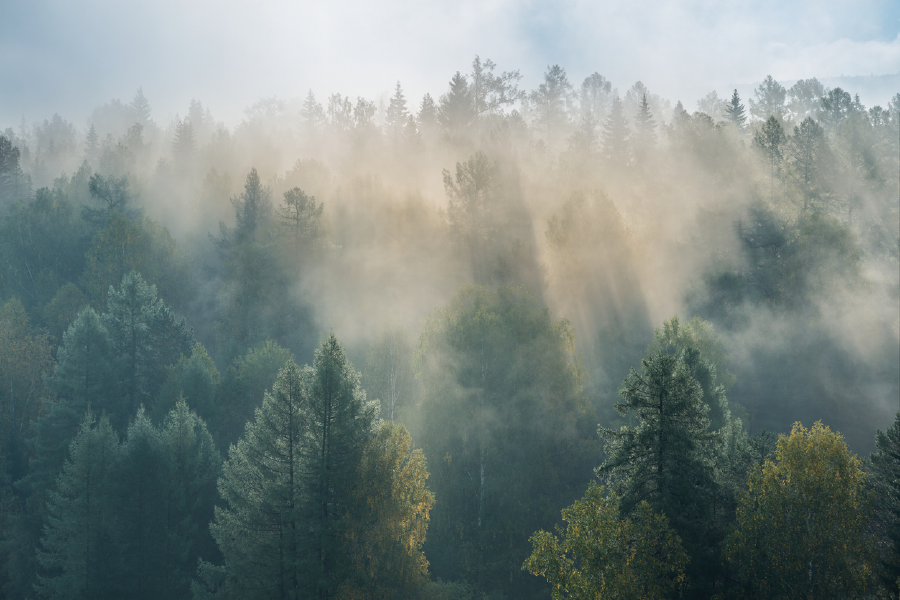 Misty Forest & Trees View Photograph Print 100% Australian Made