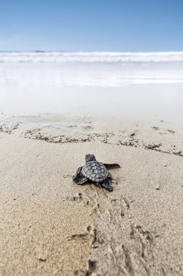 Sea Turtle on Beach Sand View Photograph Print 100% Australian Made