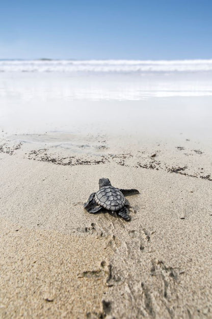 Sea Turtle on Beach Sand View Photograph Print 100% Australian Made