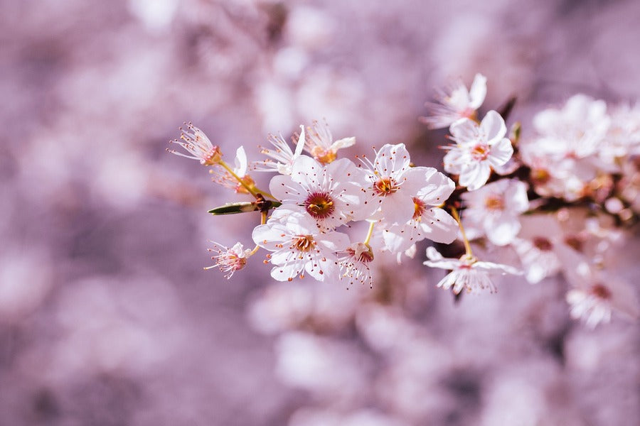 White Cherry Blossom Flower Closeup Photograph Print 100% Australian Made