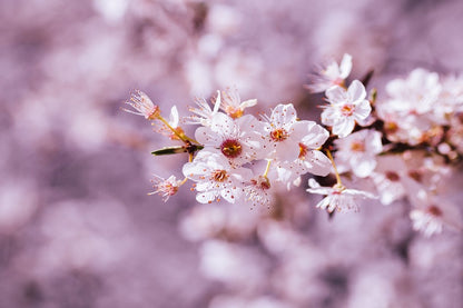 White Cherry Blossom Flower Closeup Photograph Print 100% Australian Made