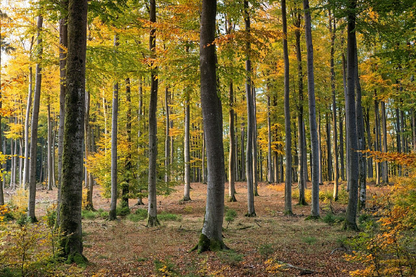 Deep Forest Photograph Print 100% Australian Made