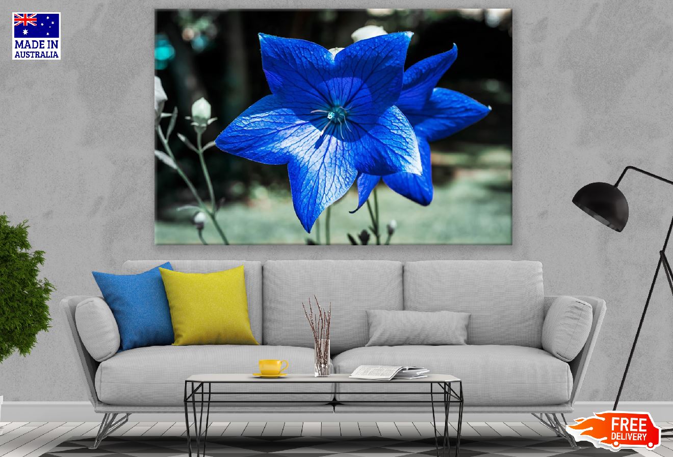 Blue Bellflower Flower Closeup Photograph Print 100% Australian Made