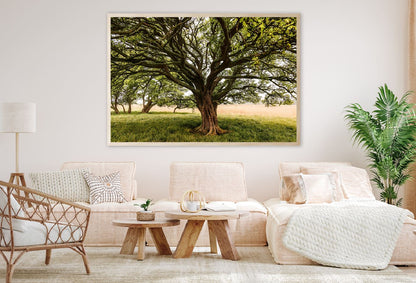 Tree with Huge Trunk & Branches View Photograph Home Decor Premium Quality Poster Print Choose Your Sizes