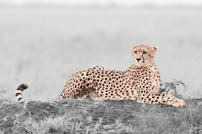 Leopard B&W Landscape View Photograph Print 100% Australian Made