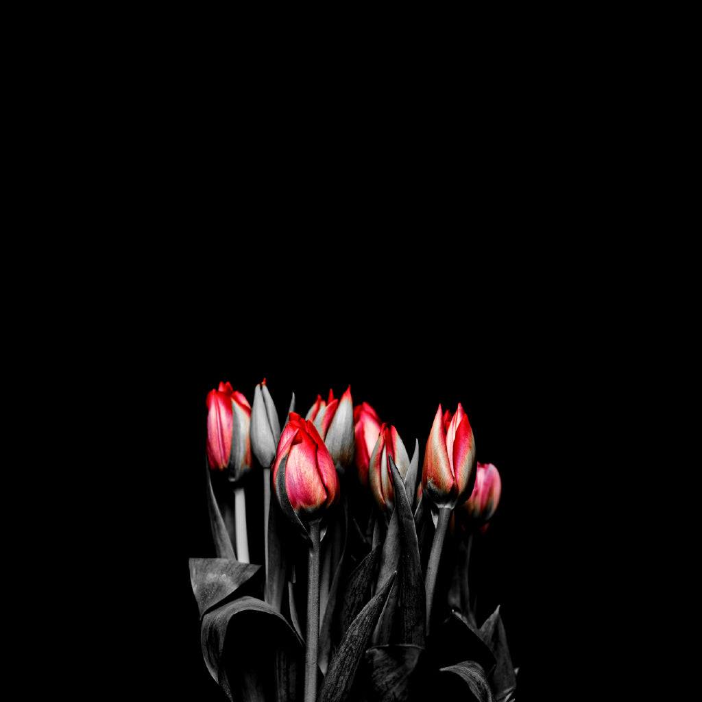 Square Canvas Red Tulips Flowers Dark View High Quality Print 100% Australian Made