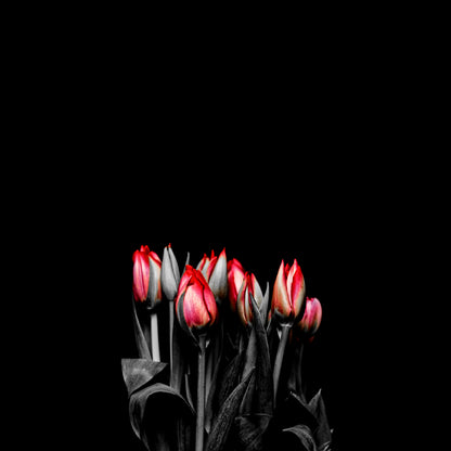 Square Canvas Red Tulips Flowers Dark View High Quality Print 100% Australian Made