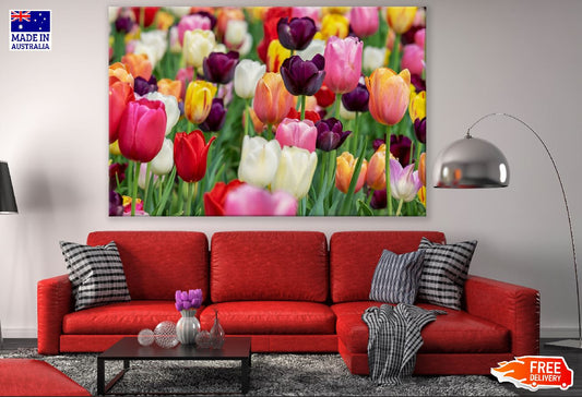 Colorful Tulip Flowers Field Photograph Print 100% Australian Made