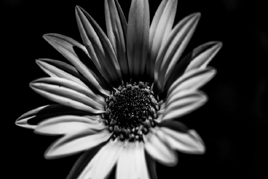 Sunflower Closeup B&W Photograph Print 100% Australian Made