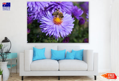Bee on Purple Asters Flower Closeup Photograph Print 100% Australian Made