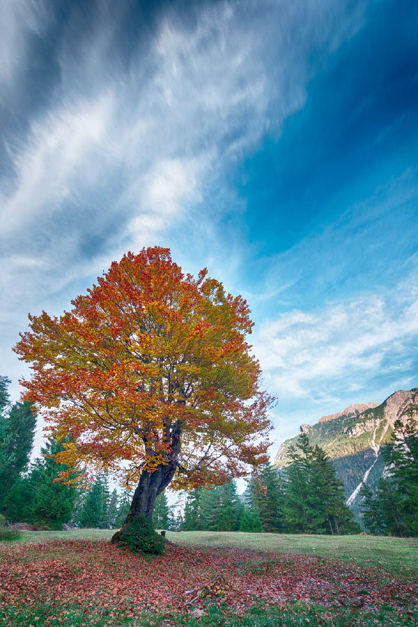 Red Orange Autumn Tree on Meadow Photograph Print 100% Australian Made