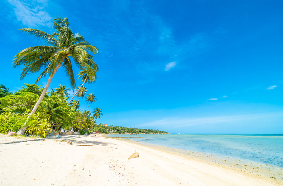 Palm Trees near Sea with Blue Sky Photograph Print 100% Australian Made