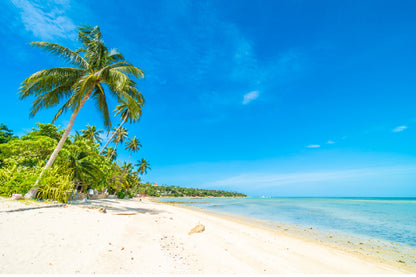 Palm Trees near Sea with Blue Sky Photograph Print 100% Australian Made