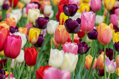 Colorful Tulip Flowers Field Photograph Print 100% Australian Made