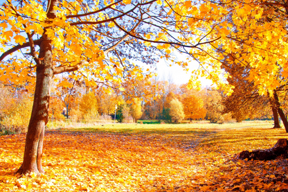 Autumn Trees & Sunset View Photograph Print 100% Australian Made