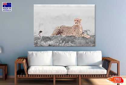 Leopard B&W Landscape View Photograph Print 100% Australian Made