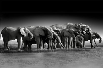 Bella Home B&W Pack of Elephants Print Canvas Ready to hang