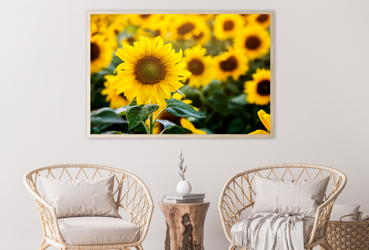 Sun Flowers Closeup Photograph Home Decor Premium Quality Poster Print Choose Your Sizes