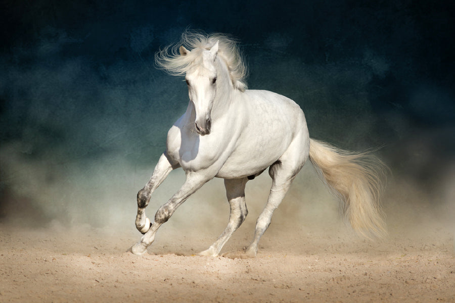 Running White Horse Photograph Print 100% Australian Made