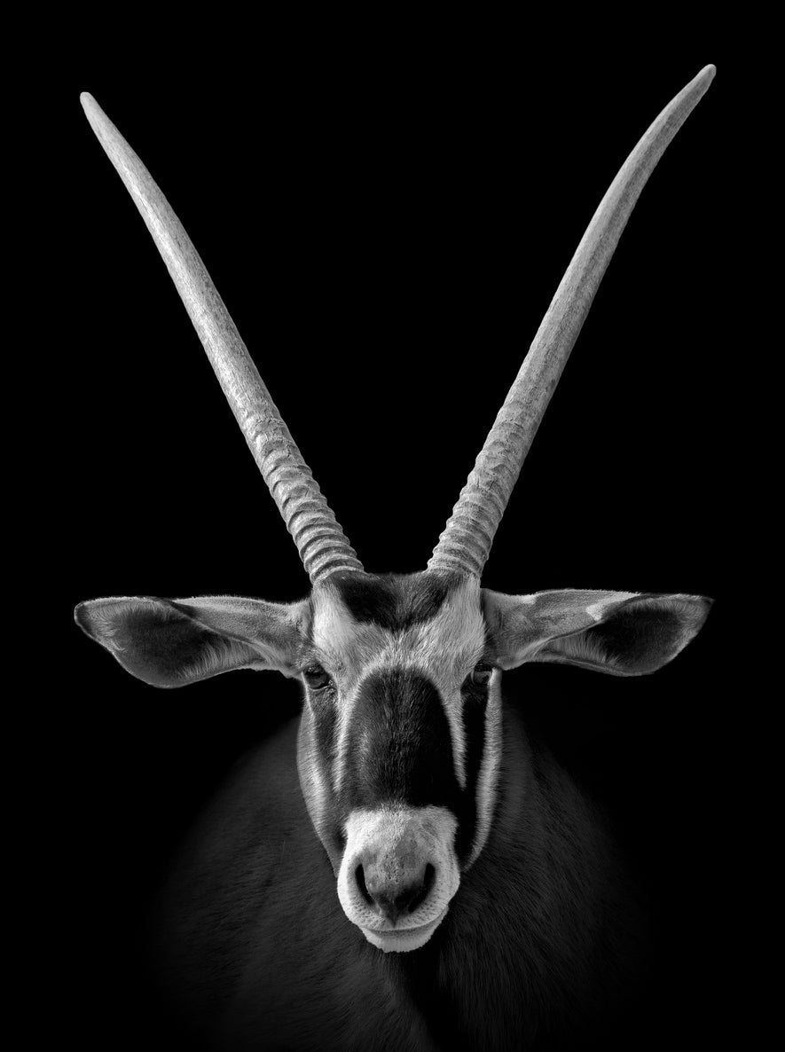 African oryx on Dark B&W View Photograph Print 100% Australian Made