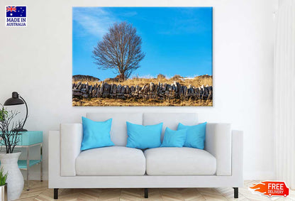 Bare Beech Tree & Stone Wall View Photograph Print 100% Australian Made
