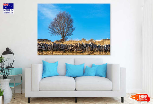 Bare Beech Tree & Stone Wall View Photograph Print 100% Australian Made