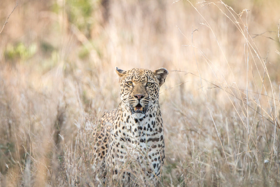 Leopard Blending in Kruger Park View Photograph Print 100% Australian Made