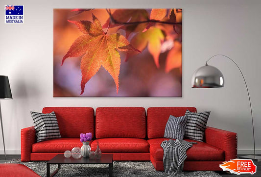 Maple Leaves Closeup View Photograph Print 100% Australian Made