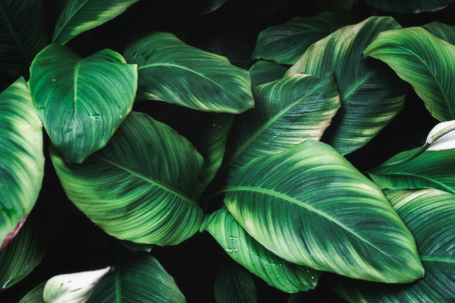 Deep Green Plant Leaves View Photograph Print 100% Australian Made