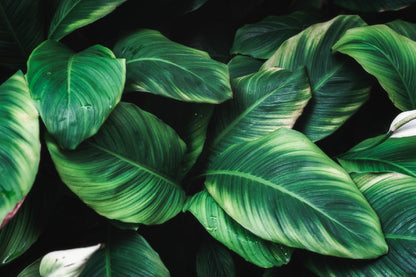 Deep Green Plant Leaves View Photograph Print 100% Australian Made