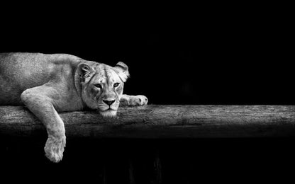 Lioness Laying B&W Photograph Home Decor Premium Quality Poster Print Choose Your Sizes