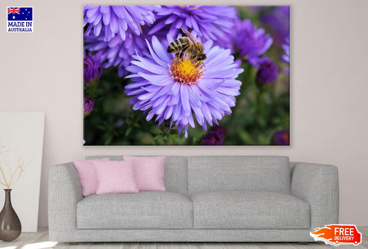 Bee on Purple Asters Flower Closeup Photograph Print 100% Australian Made