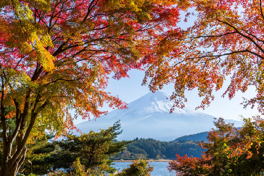 Fuji Winter Mountain & Autumn Tree Scenery Photograph Print 100% Australian Made