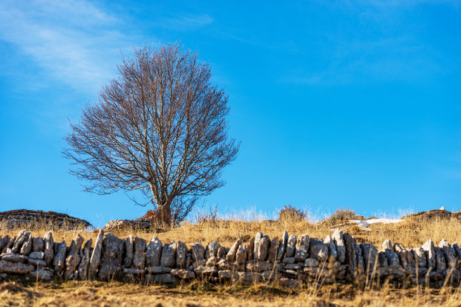 Bare Beech Tree & Stone Wall View Photograph Print 100% Australian Made