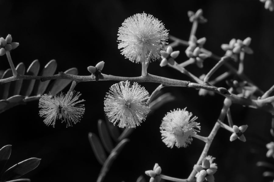 Mallee Gum Tree Flowers B&W View Photograph Print 100% Australian Made