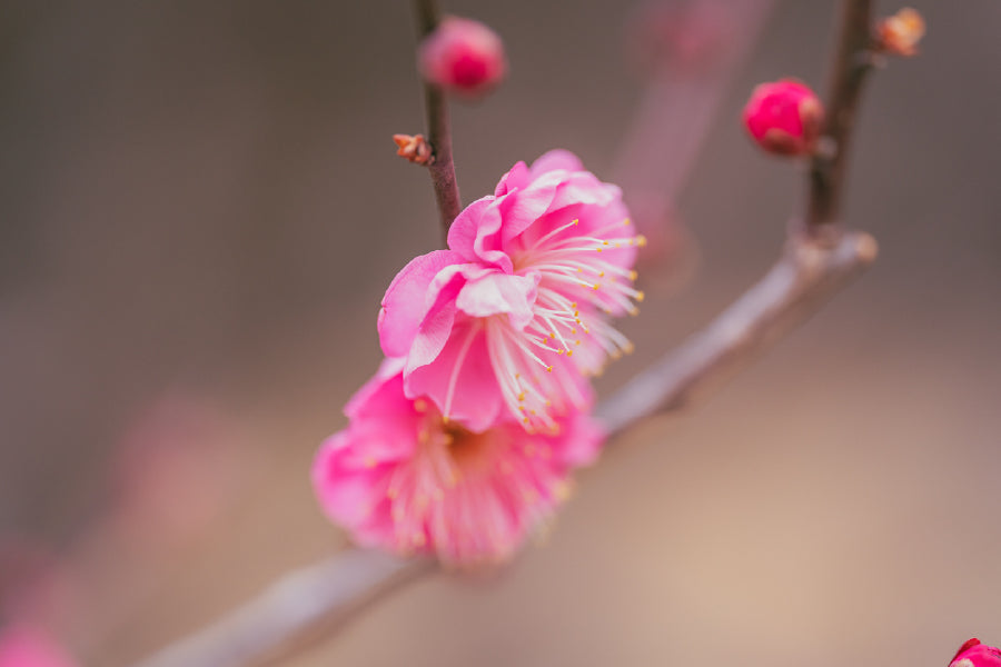 Pink Pulm Flowers Closeup View Photograph Print 100% Australian Made