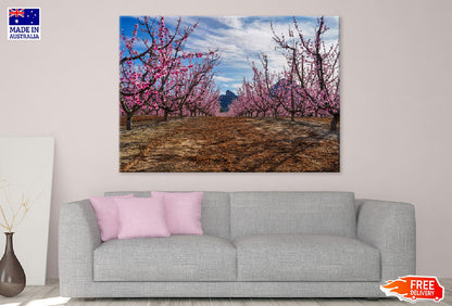 Cherry Blossom Trees Pathway View Photograph Print 100% Australian Made