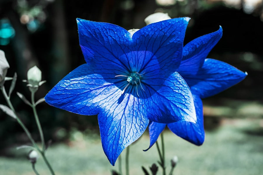 Blue Bellflower Flower Closeup Photograph Print 100% Australian Made