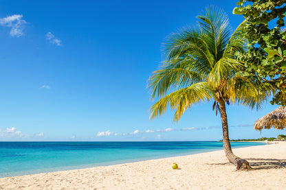 Caribbean Island Sea & Palm Tree View Photograph Print 100% Australian Made