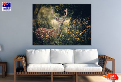 Whitetail Deer on Flower Field Photograph Print 100% Australian Made