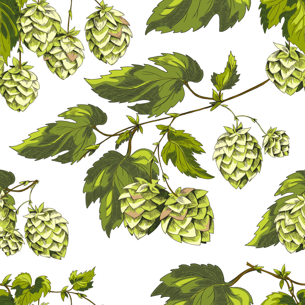 Square Canvas Beer Hops with Leaves Vector Art High Quality Print 100% Australian Made