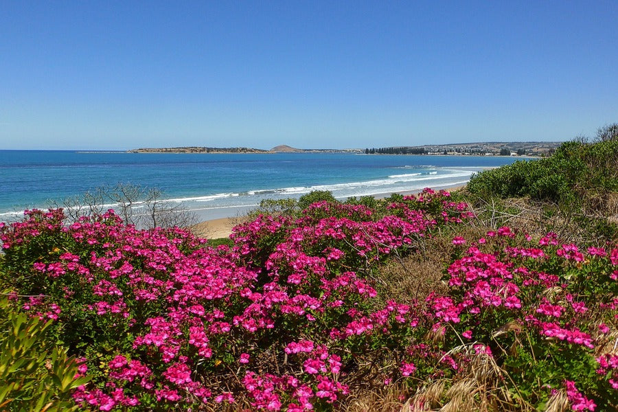 Blooming Flowers in Sea Shore Photograph Print 100% Australian Made