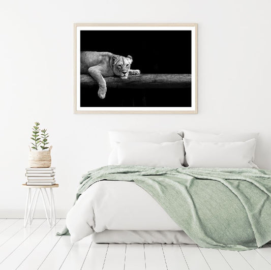 Lioness Laying B&W Photograph Home Decor Premium Quality Poster Print Choose Your Sizes