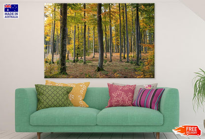 Deep Forest Photograph Print 100% Australian Made