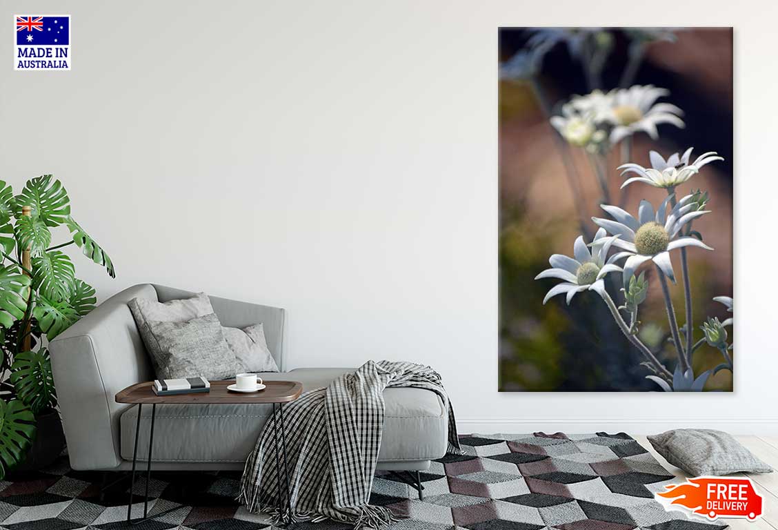 Flannel Flowers Closeup View Photograph Print 100% Australian Made