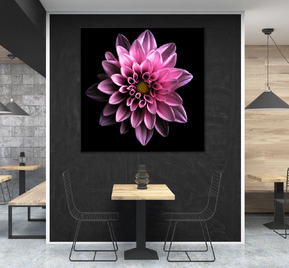 Square Canvas Dark Pink Dahlia on Dark View Photograph High Quality Print 100% Australian Made