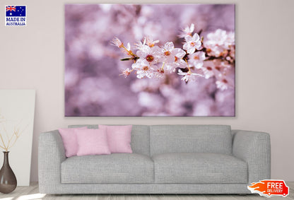 White Cherry Blossom Flower Closeup Photograph Print 100% Australian Made