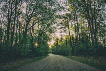 Road in Forest Photograph Print 100% Australian Made