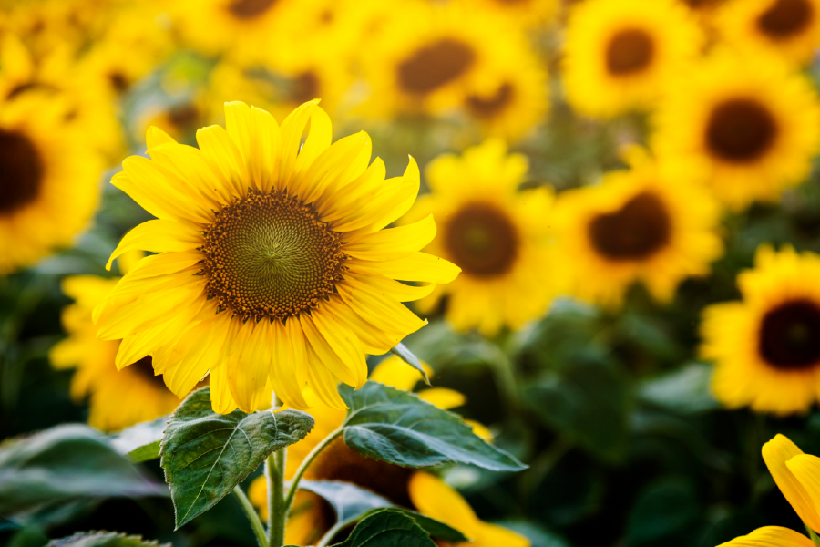 Sun Flowers Closeup Photograph Home Decor Premium Quality Poster Print Choose Your Sizes