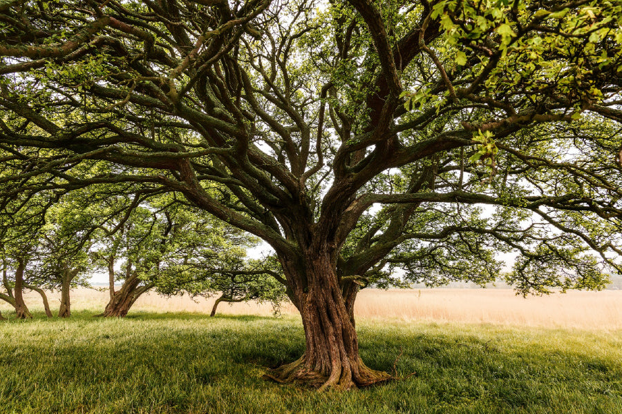 Tree with Huge Trunk & Branches View Photograph Home Decor Premium Quality Poster Print Choose Your Sizes